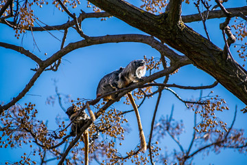 Tamarin empereur à moustache.