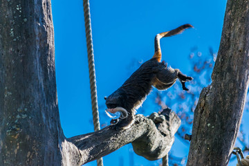 Tamarin empereur à moustache.