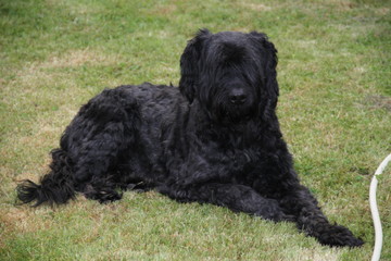 Briard noir