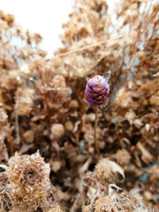 flowers on a background