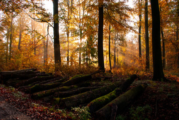 Autumn in the forest sunstripes