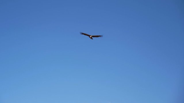 Condor flying with open wings in Cruz del Condor viewpoint, Colca Vallety, Arequipa region, Peru