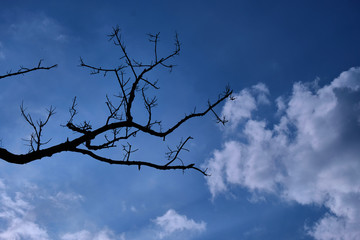 Obraz premium dry branch tree with blue sky background