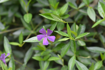 Lesser Periwinkle