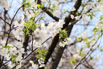 Branch of the blossoming sakura with white flowers