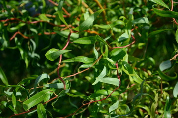Young green leaves of the willow Close up.