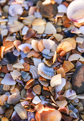 Sea shells background