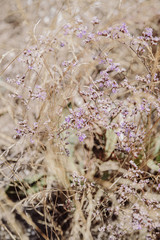 Violet dry flowers background. Dried plants on summer field