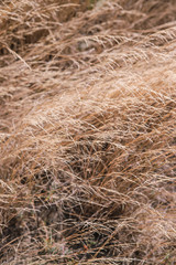 Dry grass on summer field. Beautiful sedge background. Prairie yellow herbs pattern