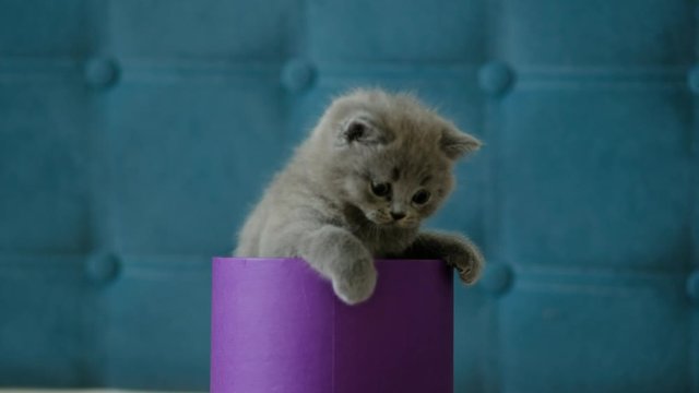A small grey Scottish kitten climbs out of a round gift box. Nice gift.