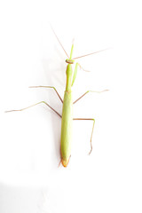 Green mantis isolated on a white background