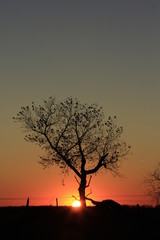 silhouette of a tree in sunset with a fence in Kansas.