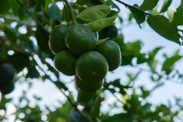 Lemon from the garden that is preparing to be sold side veiw
