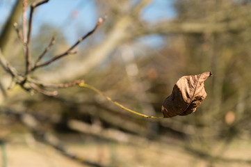 The last leaf of the walnut on the string.