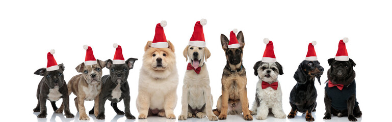 group of happy dogs wearing santa claus hats for christmas