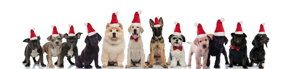 Fototapeta na wymiar group of little diferent breeds puppies wearing santa claus hats for christmas