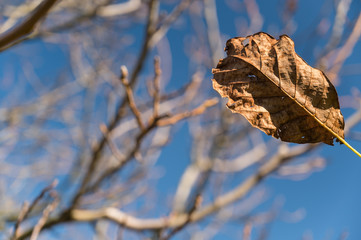 The last leaf of the walnut on the string.