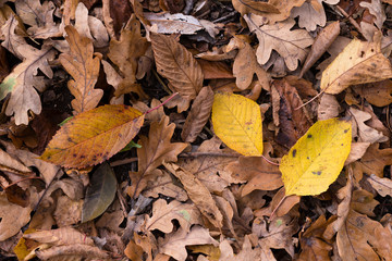 Colored leaf of cherry lying on the ground.