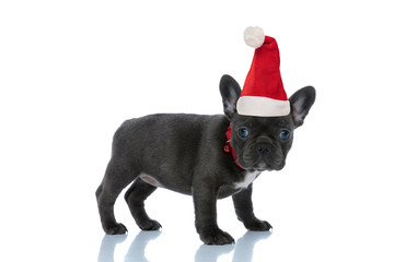 Side view of a cute French bulldog wearing santa claus christmas hat