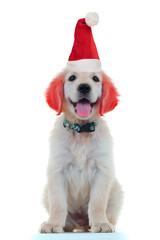 funny little golden retriever with ears painted red weraing santa claus hat