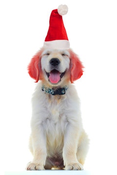 excited little santa claus golden retriever with funny red ears is panting with eyes closed