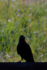 silhouette of crow