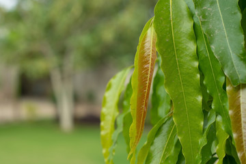 green leaves of the Ashoka plant
