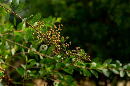 Seed Pods And ;eaves Of The Myrtle Or Henna Plant 