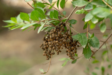 Seed pod and leaves of the Henna herbal plant 