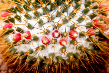 Cactus white hair seamless patterns with long thorn or golden barrel and red bud flowers blooming...