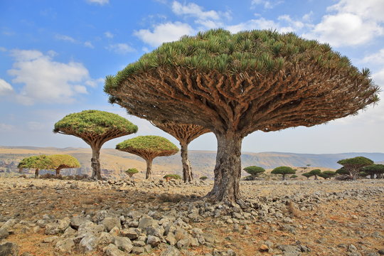 Dragon tree - Dracaena cinnabari - Dragon's blood - endemic tree from Soqotra, Yemen