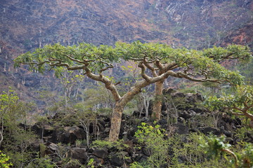 Boswellia - frankincense tree - Socotra island - 303502807