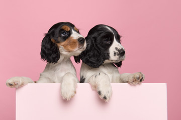 Two cute Cocker Spaniel puppies hanging over the border of a pastel pink box on a pink background