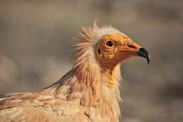 Egyptian Vulture (Neophron percnopterus), Socotra island