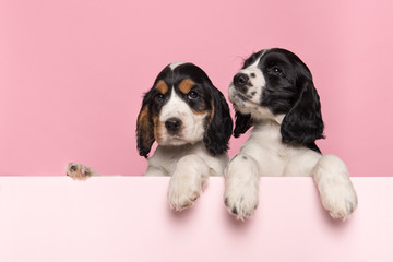 Two cute Cocker Spaniel puppies hanging over the border of a pastel pink board with its paws on a...