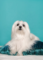 Pretty longhaired Maltese dog lying on a blue cushion a blue background in a vertical image