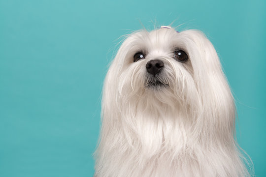 Portrait of a pretty longhaired Maltese dog on a blue background