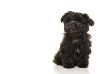 Cute black shih tzu mix puppy glancing away sitting on a white background