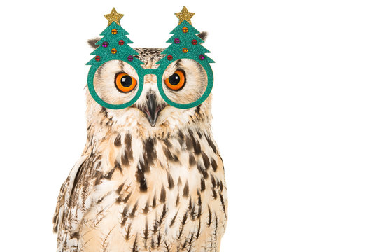 Portrait of an eagle owl with chrismas tree glasses on a white background