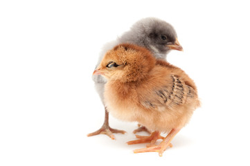 Two chicks standing next. Isolated on white background.