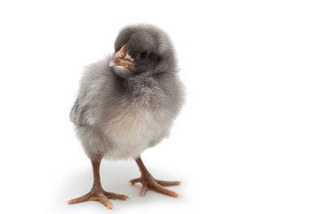 Obraz premium gray chick. isolated on white background