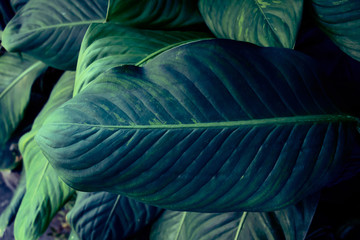 Green leaves pattern background, Natural background and wallpaper