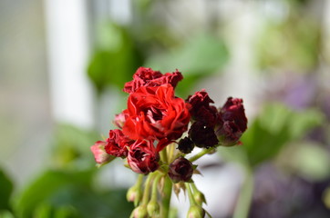 inflorescences of red geranium in a pot