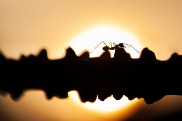 Green Ant walking on the vine at sunset.