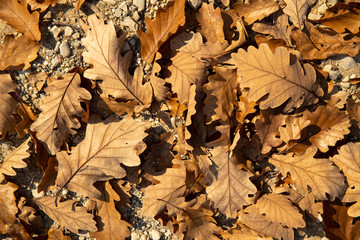autumn fallen oak leaves and sea pebbles pattern 