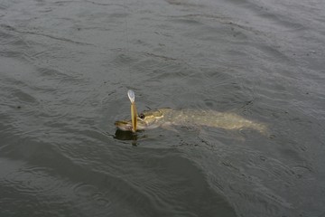 Summer fishing, pike fishing, spinning on the lake