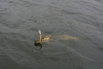 Summer fishing, pike fishing, spinning on the lake