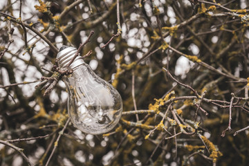 Light bulb on the branches of wild bush