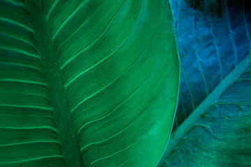 abstract green leaf textures on dark blue tone, natural green background