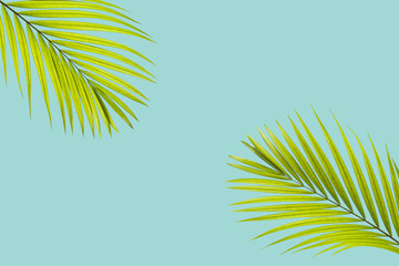 Fototapeta na wymiar Natural palm leaf on pastel blue background, nature background
